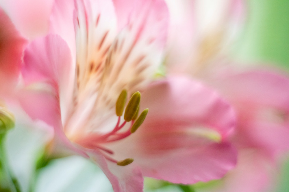 Фотографія Альстремерія / Олександр Скоропад / photographers.ua