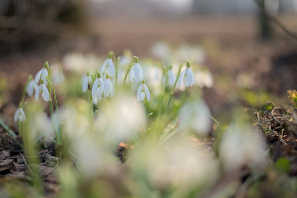 Фотографія Времена года: весна / Олександр Скоропад / photographers.ua