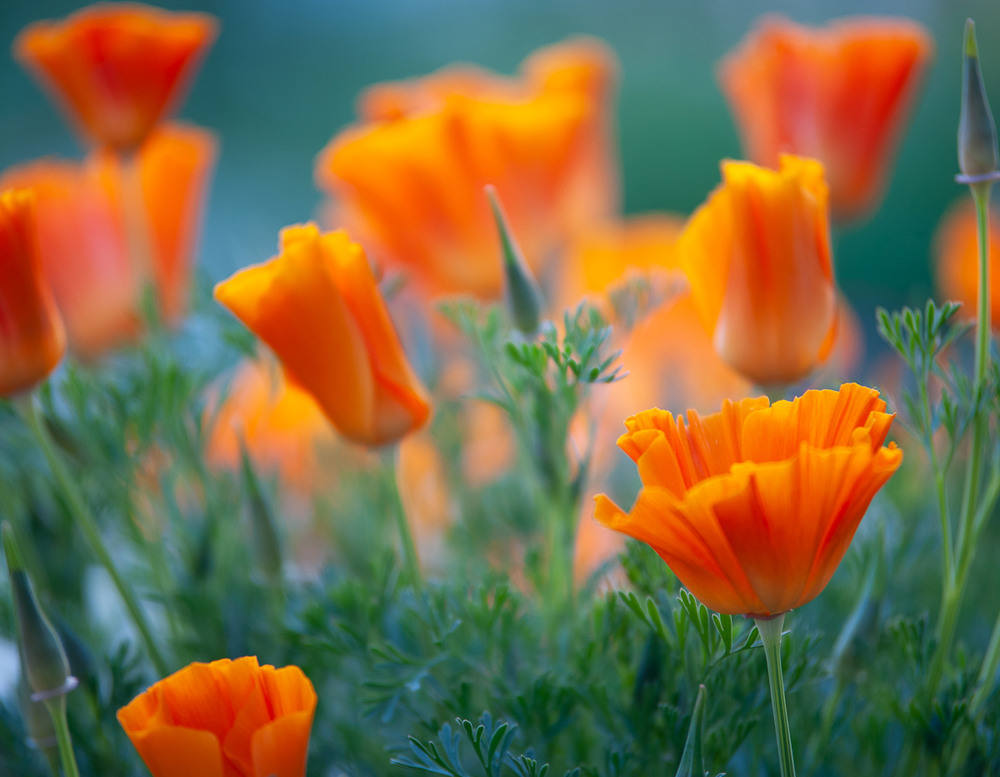 Фотографія Сонячні / Валерій Петрович / photographers.ua