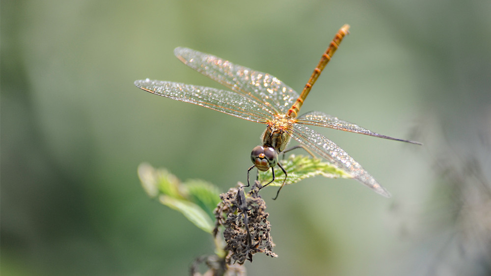 Фотографія Дотик літа / Валерій Петрович / photographers.ua