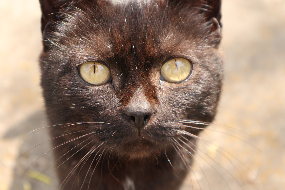 Фотографія Животные / Юрій Тимофієнко / photographers.ua