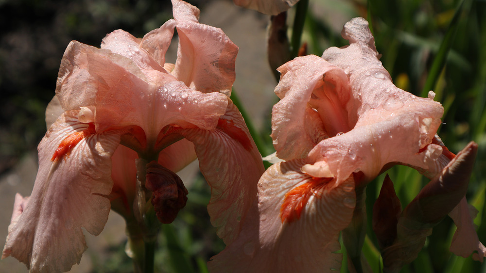 Фотографія Макро / Юрій Тимофієнко / photographers.ua