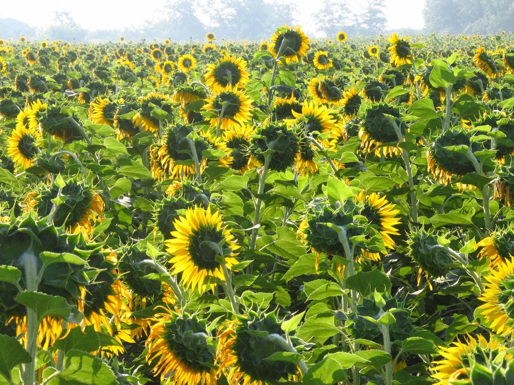 Фотографія Соняшники 2 / Юрій Тимофієнко / photographers.ua