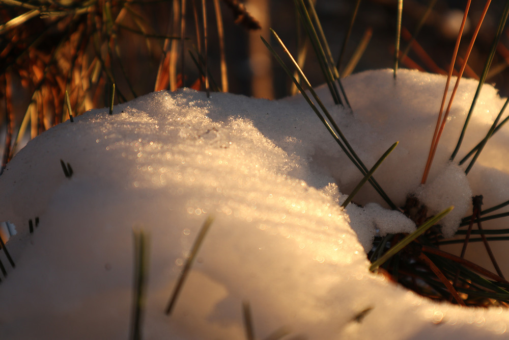 Фотографія Макро / Юрій Тимофієнко / photographers.ua