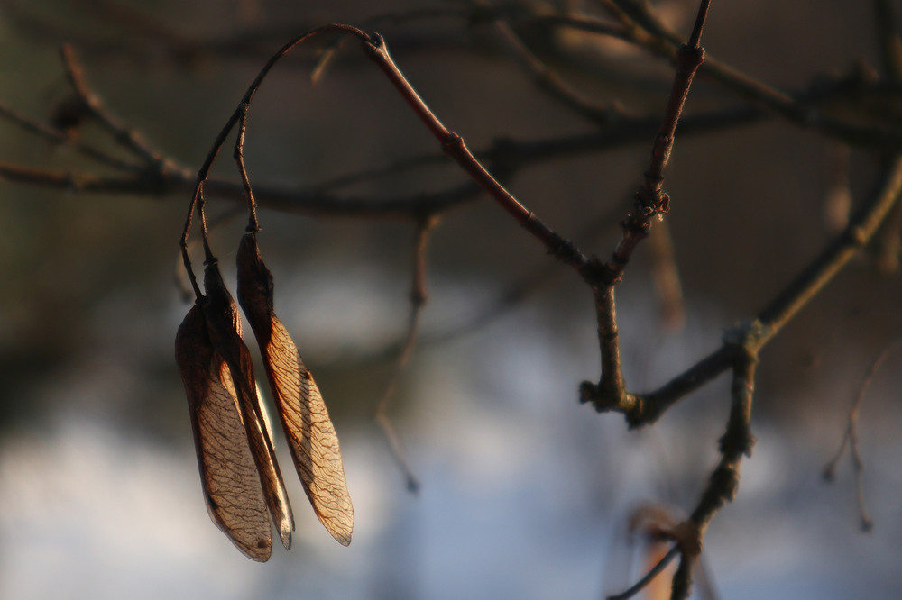 Фотографія Макро / Юрій Тимофієнко / photographers.ua