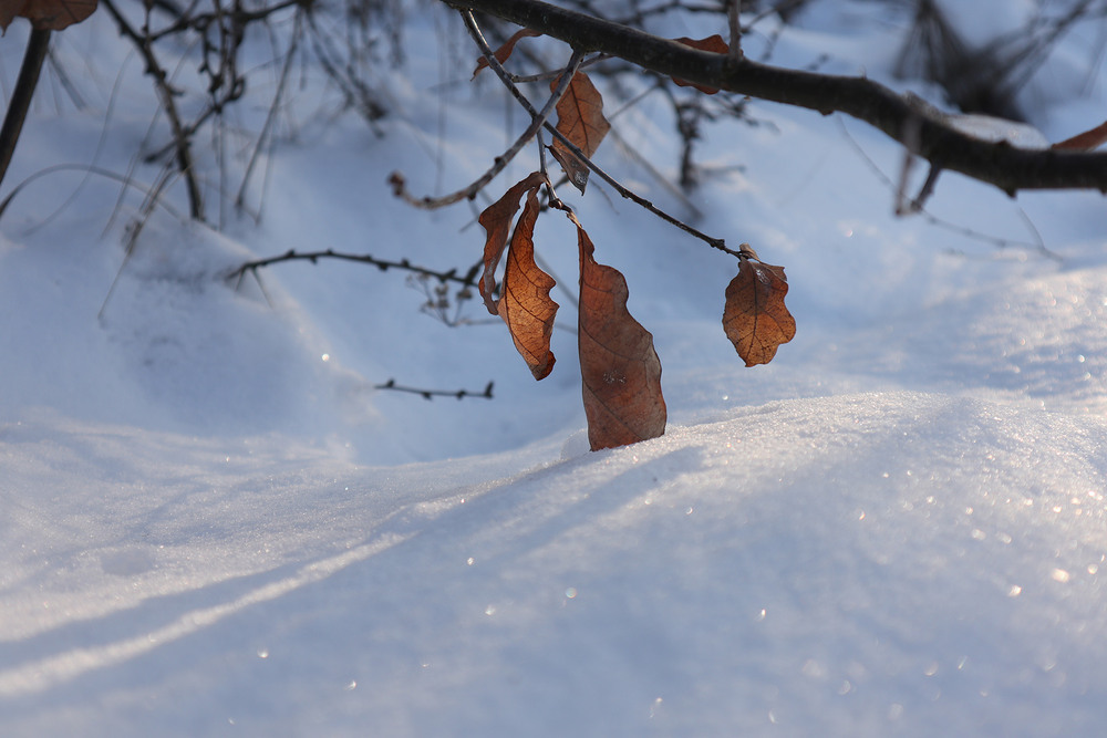 Фотографія Макро / Юрій Тимофієнко / photographers.ua