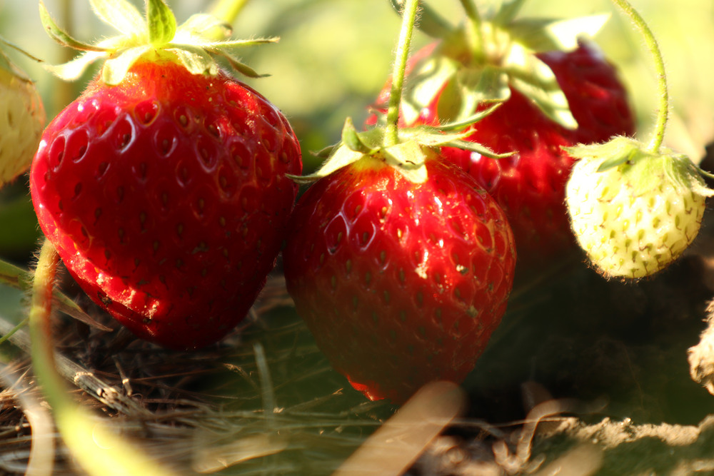 Фотографія Макро / Юрій Тимофієнко / photographers.ua