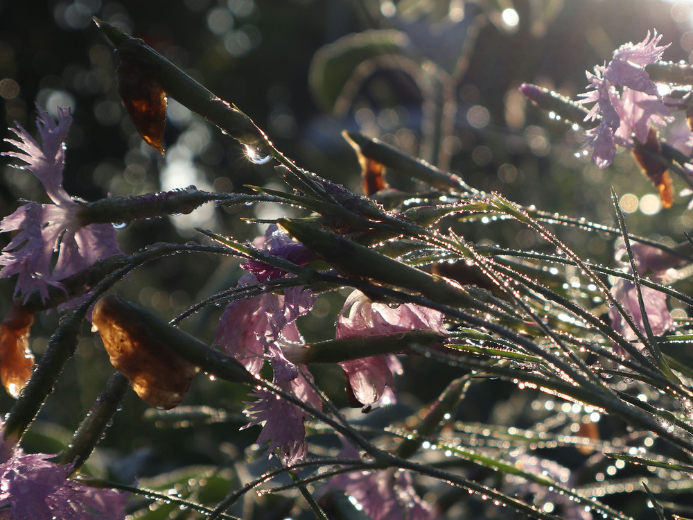 Фотографія Сонячний ранок після дощу (6) / Юрій Тимофієнко / photographers.ua