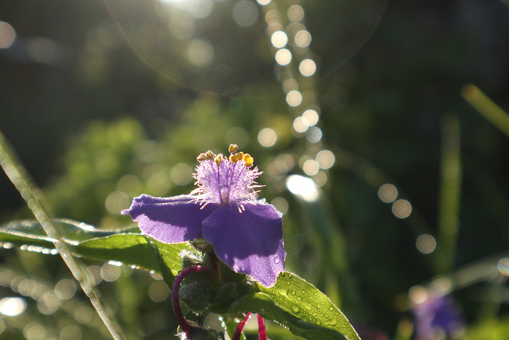 Фотографія Сонячний ранок після дощу (7) / Юрій Тимофієнко / photographers.ua