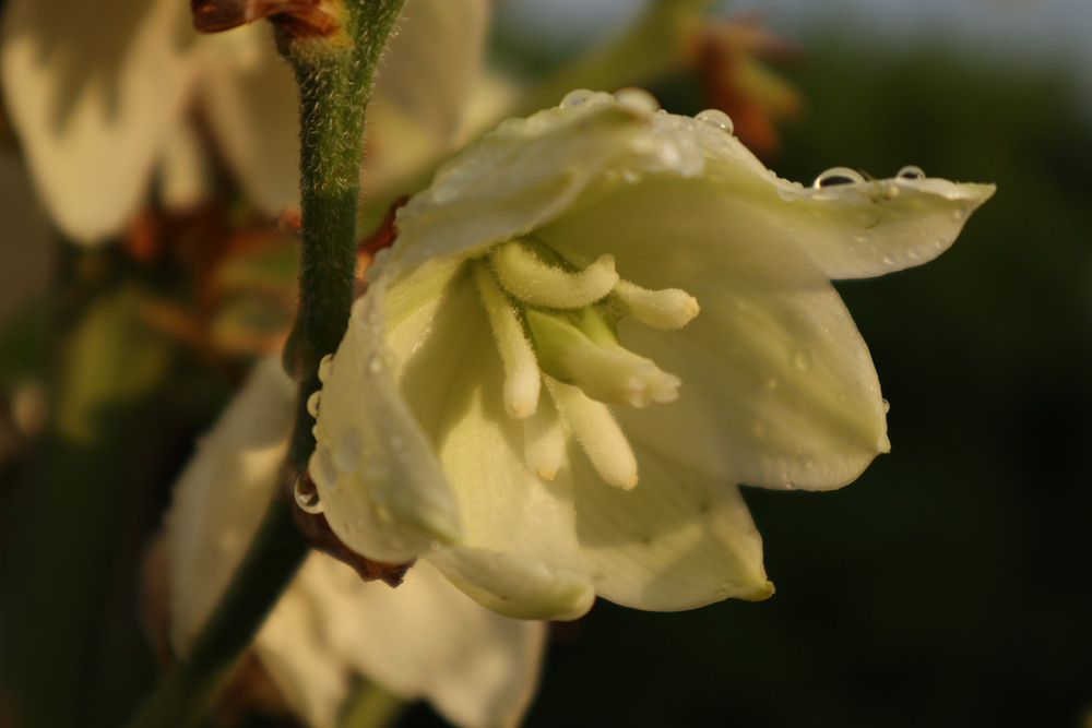 Фотографія Сонячний ранок після дощу (4) / Юрій Тимофієнко / photographers.ua