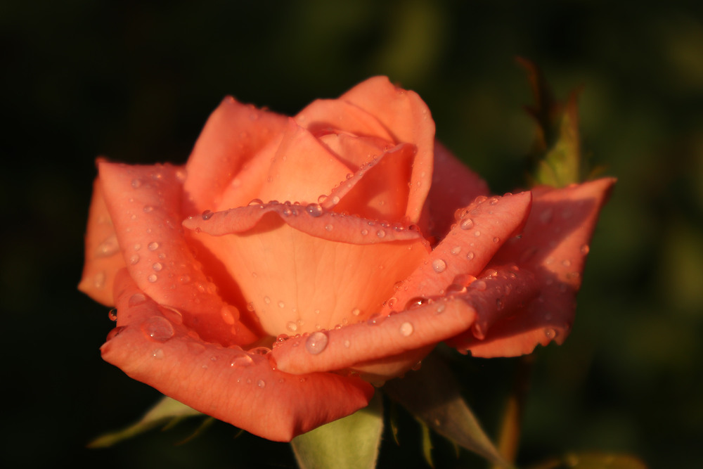 Фотографія Сонячний ранок після дощу (3) / Юрій Тимофієнко / photographers.ua