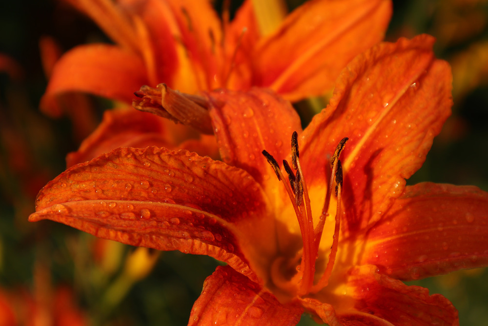 Фотографія Сонячний ранок після дощу / Юрій Тимофієнко / photographers.ua