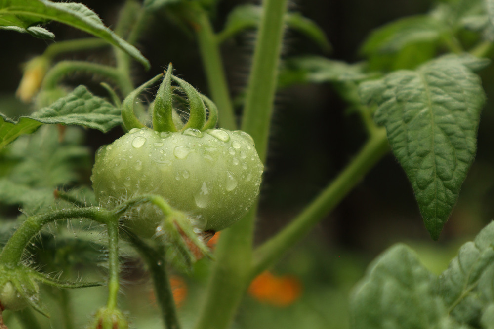 Фотографія Сонячний ранок після дощу (5) / Юрій Тимофієнко / photographers.ua