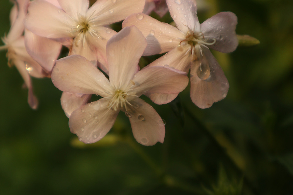 Фотографія Сонячний ранок після дощу (2) / Юрій Тимофієнко / photographers.ua
