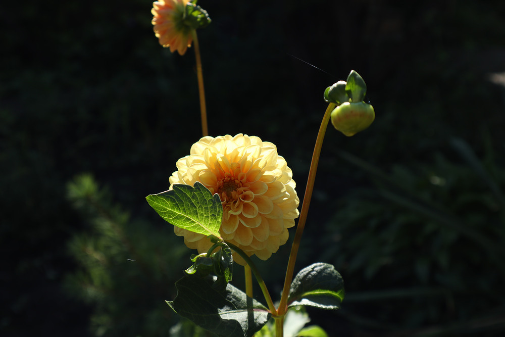 Фотографія Павутинка / Юрій Тимофієнко / photographers.ua