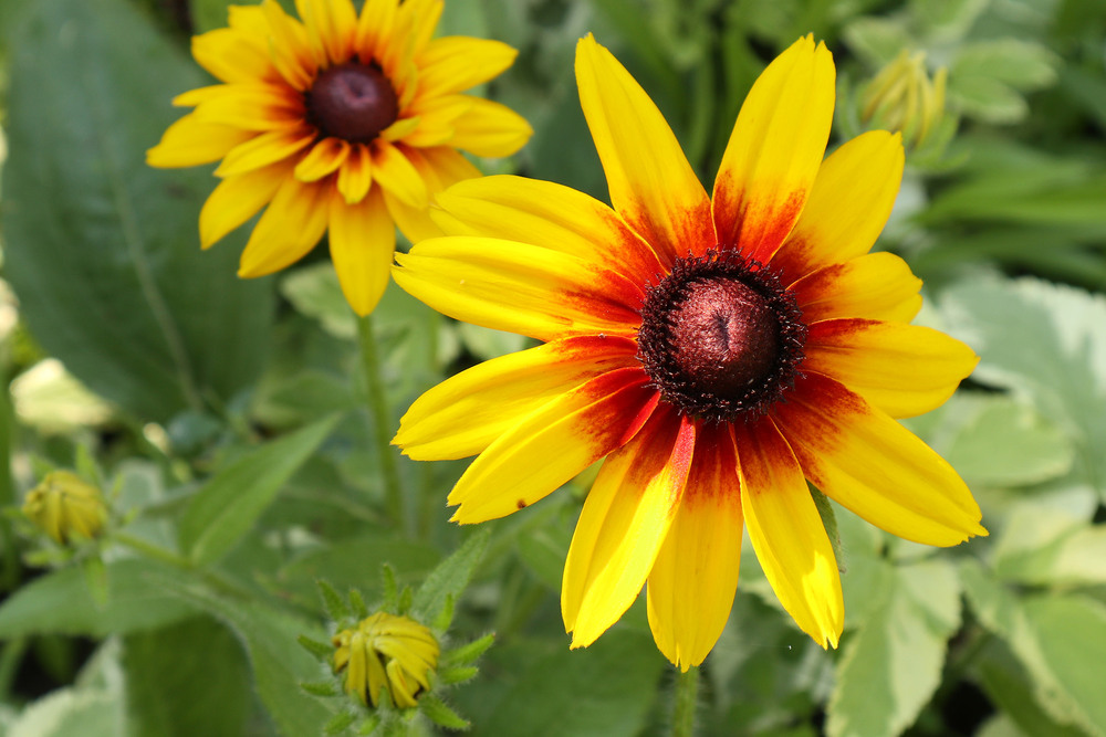 Фотографія Макро / Юрій Тимофієнко / photographers.ua