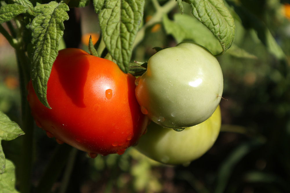 Фотографія Макро / Юрій Тимофієнко / photographers.ua