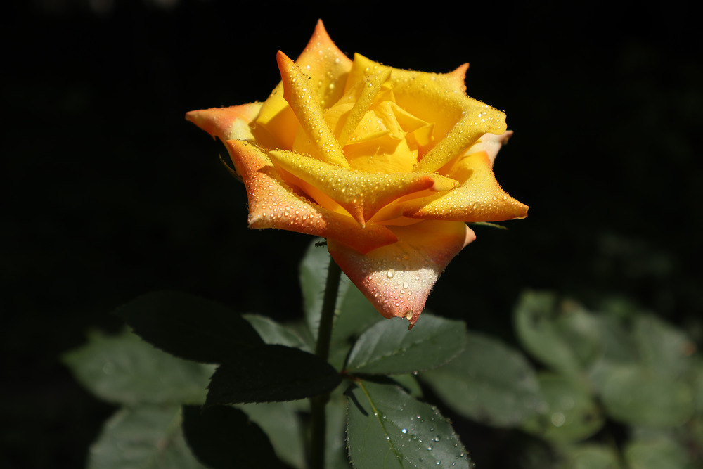 Фотографія Макро / Юрій Тимофієнко / photographers.ua