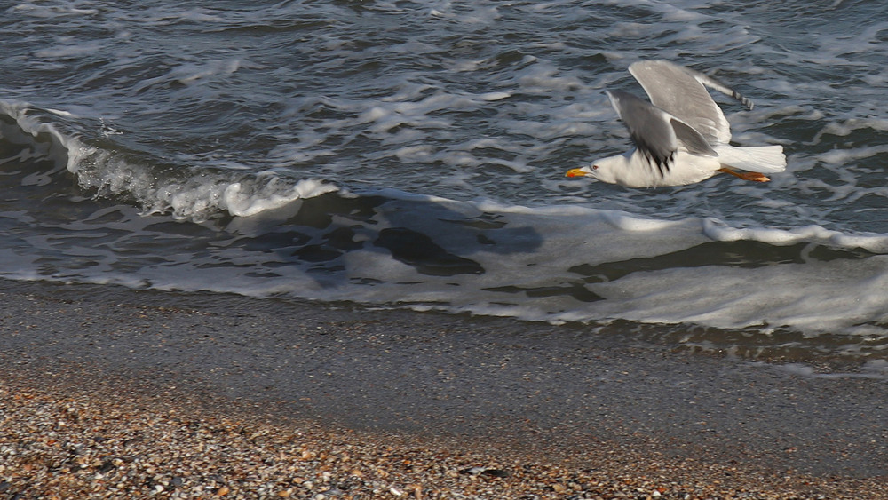 Фотографія "Чайка на ім'я Джонатан Лівінгстон" (Р.Бах) / Юрій Тимофієнко / photographers.ua