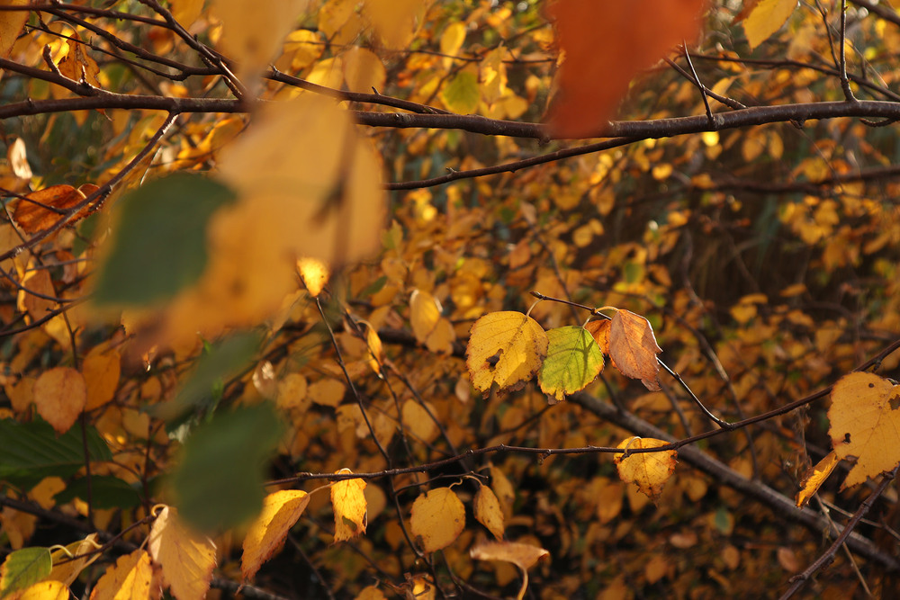 Фотографія Сонячний день в листопаді / Юрій Тимофієнко / photographers.ua