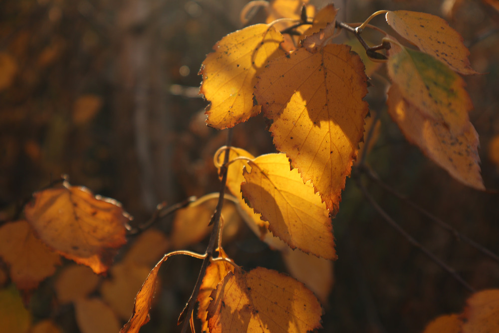 Фотографія Novembri 5 / Юрій Тимофієнко / photographers.ua