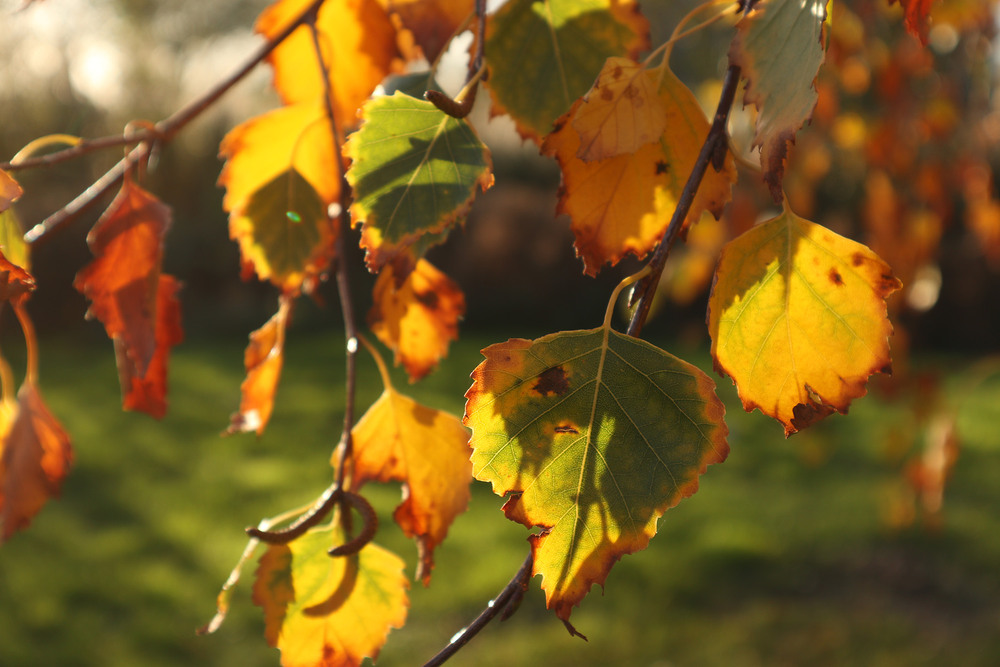 Фотографія Сонячний день в листопаді 2 / Юрій Тимофієнко / photographers.ua