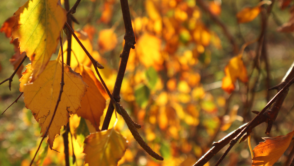 Фотографія Сонячний день / Юрій Тимофієнко / photographers.ua