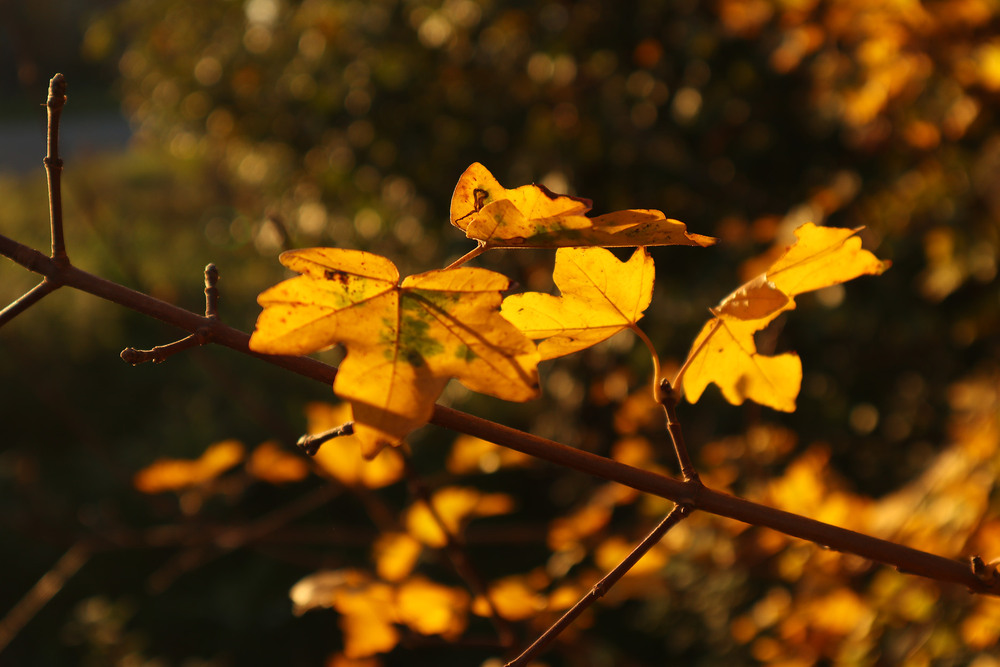 Фотографія Сонячний день 2 / Юрій Тимофієнко / photographers.ua
