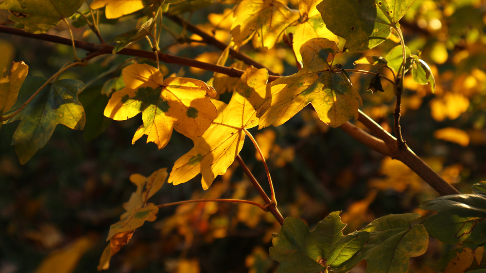 Фотографія Останній промінь сонця наприкінці дня / Юрій Тимофієнко / photographers.ua
