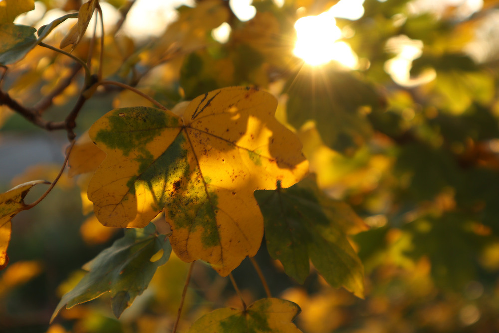 Фотографія Останній промінь сонця наприкінці дня 2 / Юрій Тимофієнко / photographers.ua