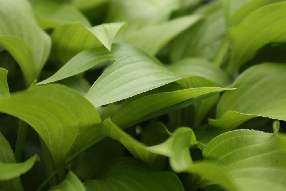 Фотографія Передчуття літа / Юрій Тимофієнко / photographers.ua