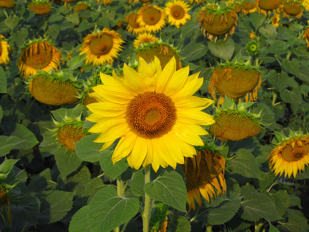 Фотографія Соняшники / Юрій Тимофієнко / photographers.ua