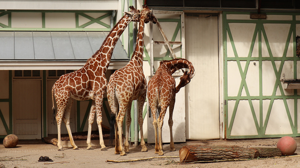 Фотографія Жирафи в Амстердамському зоопарку / Юрій Тимофієнко / photographers.ua