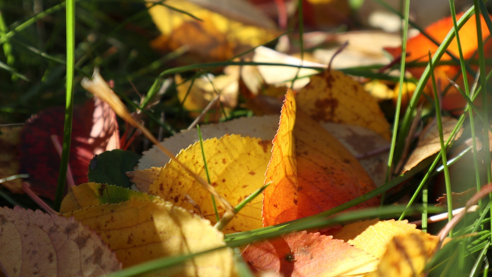 Фотографія Всі кольори осені / Юрій Тимофієнко / photographers.ua