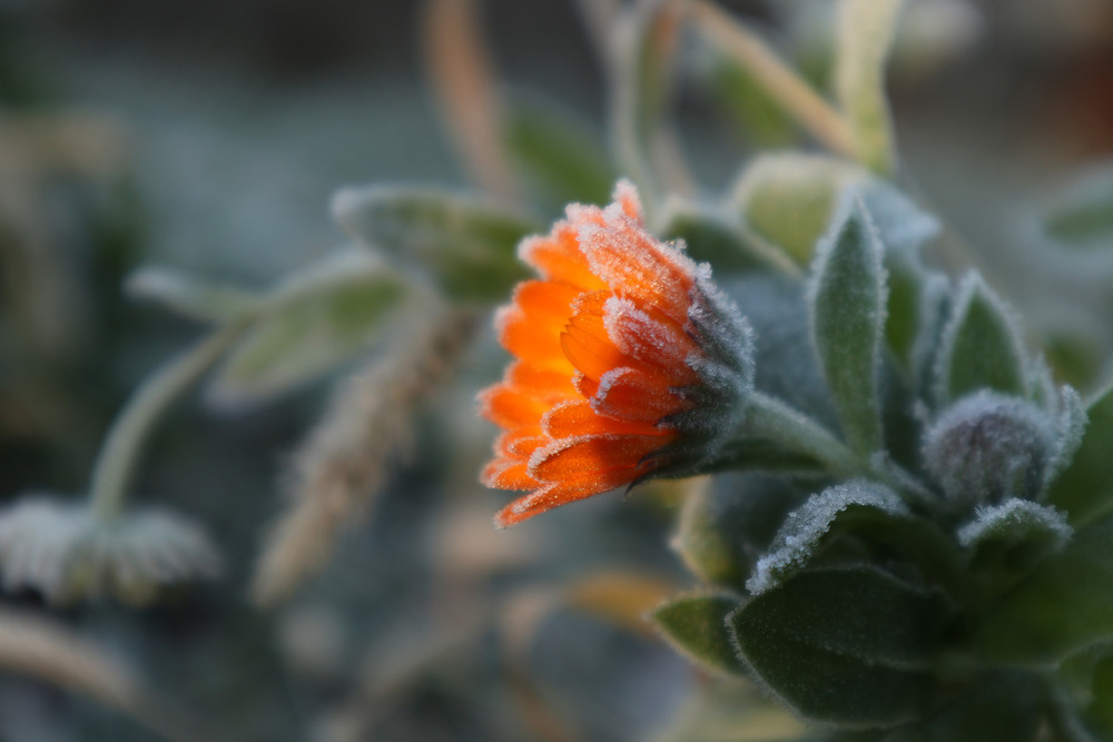 Фотографія Ранкові заморозки / Юрій Тимофієнко / photographers.ua