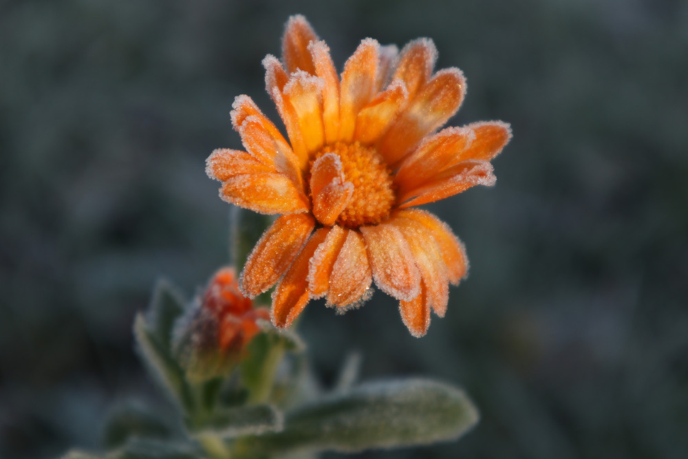 Фотографія Ранкові заморозки 2 / Юрій Тимофієнко / photographers.ua