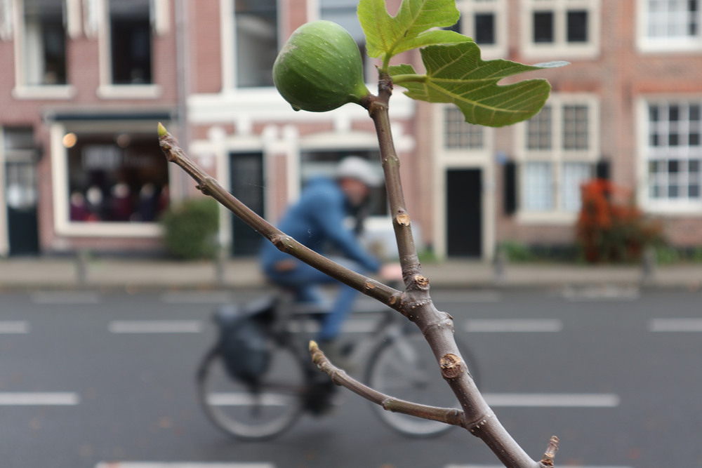 Фотографія Ficus / Юрій Тимофієнко / photographers.ua