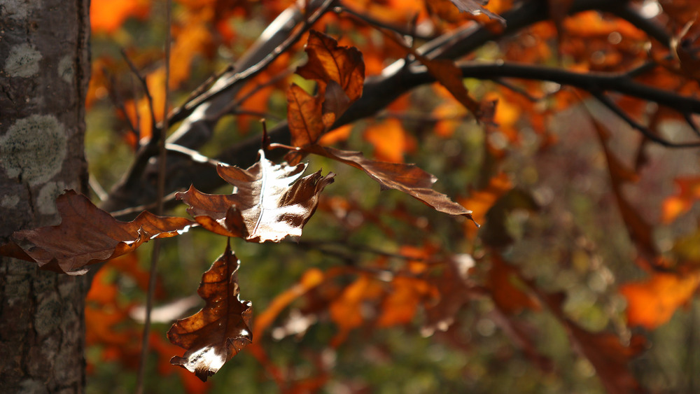 Фотографія Novembri 3 / Юрій Тимофієнко / photographers.ua