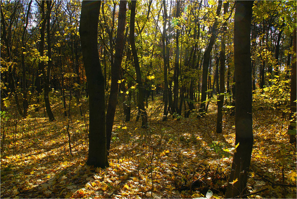 Фотографія Осенние листья / EAS / photographers.ua