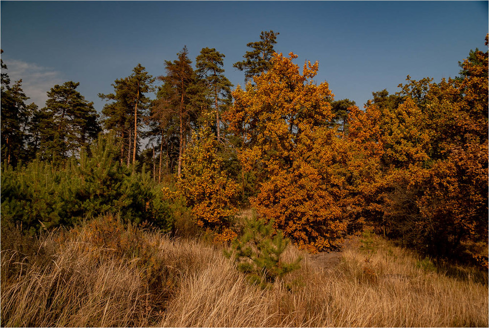 Фотографія С лесной дороги / EAS / photographers.ua