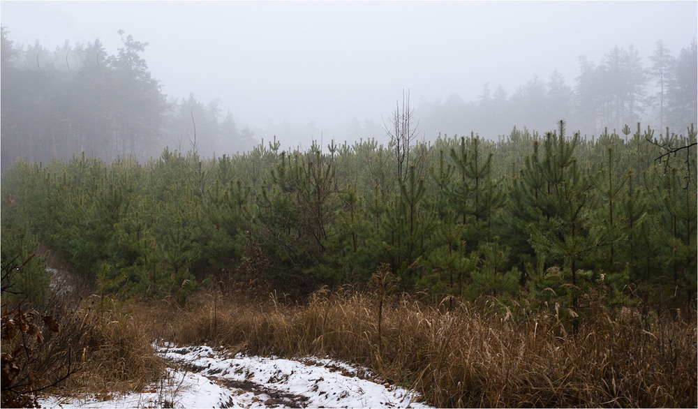 Фотографія Ранок у лісі / EAS / photographers.ua