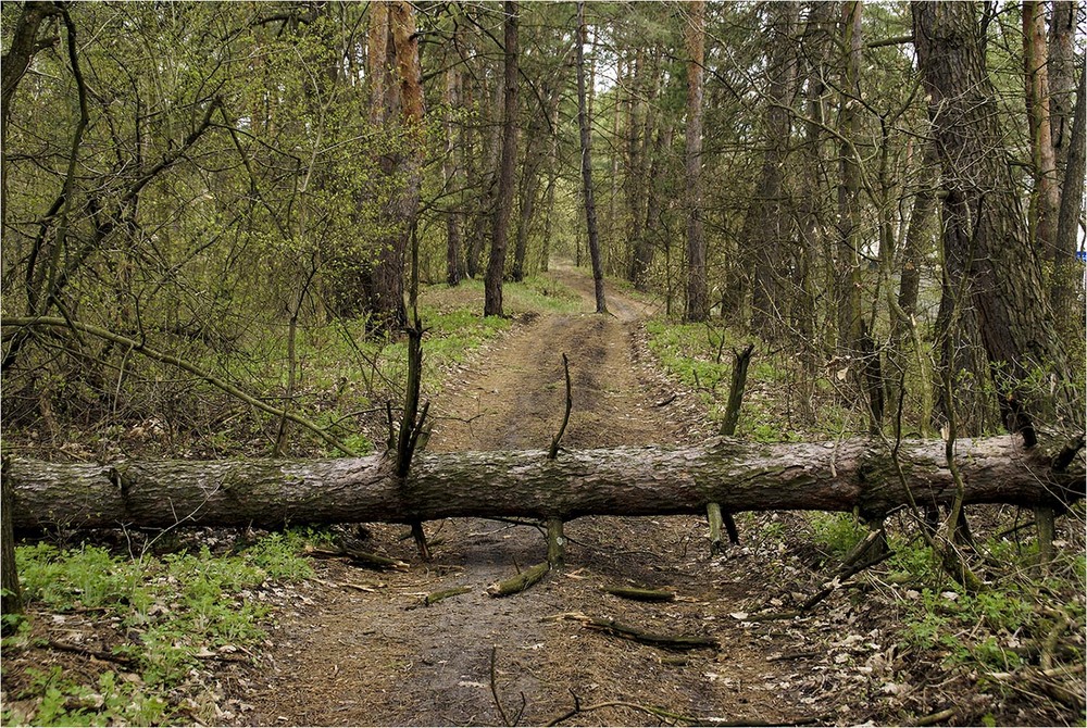 Фотографія Випадок на лісній дорозі / EAS / photographers.ua