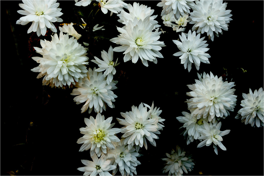 Фотографія Белые цветы / EAS / photographers.ua