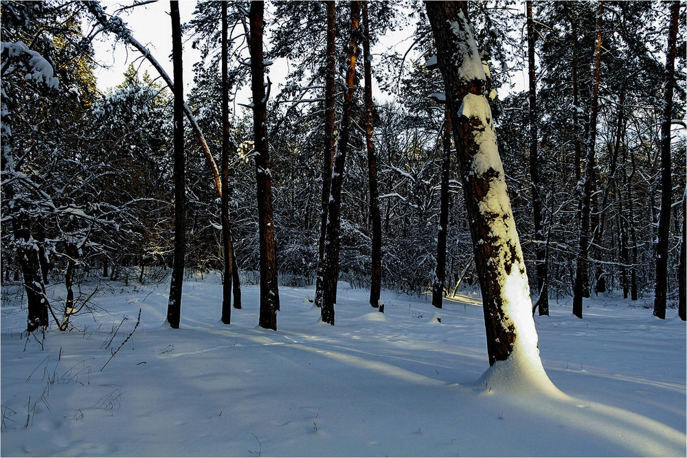Фотографія Свет в средине леса / EAS / photographers.ua