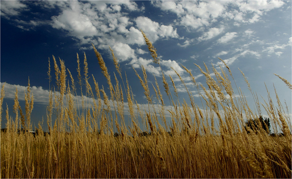 Фотографія Полевая трава / EAS / photographers.ua