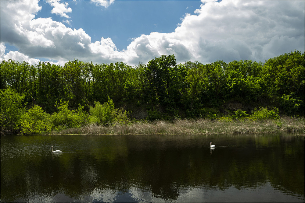 Фотографія Пара белых лебедей(пока) / EAS / photographers.ua