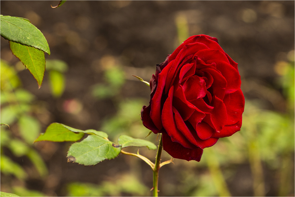 Фотографія Жовтнева троянда / EAS / photographers.ua