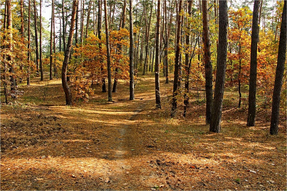 Фотографія Осень в лесу / EAS / photographers.ua