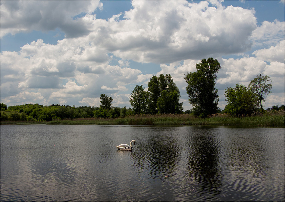 Фотографія Лебединое озеро / EAS / photographers.ua