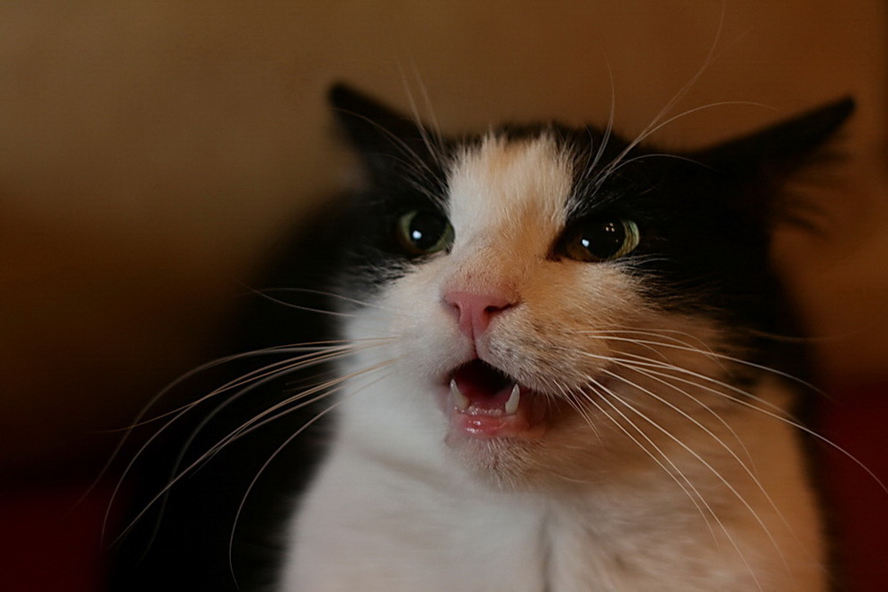 Фотографія Страшніше кішки звірів не буває... / Lyudmila Dhzur / photographers.ua